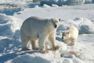 Fototapeta na wymiar Female Polar bear (Ursus maritimus) with one cub, Svalbard Archipelago, Barents Sea, Norway