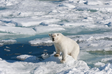 Fototapeta na wymiar Female Polar bear (Ursus maritimus) on pack ice, Svalbard Archipelago, Barents Sea, Norway