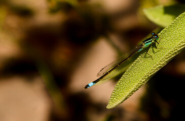Damsel-fly on a green leaf
