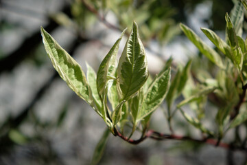 Green leaves in the morning