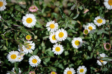 Daisies in a garden