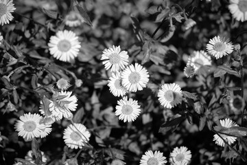 Black and white daisies