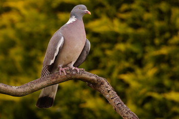 A beautiful ringdove on a branch