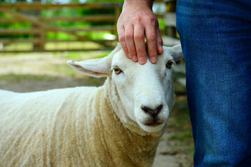 Portrait of a sheep after haircut. The animal which was bottle-fed as a baby, who is not afraid of...