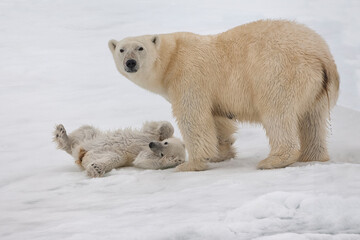 Female Polar bear (Ursus maritimus) with cub, Svalbard Archipelago, Barents Sea, Norway