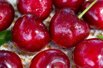 Close up of big red cherries with water drops.