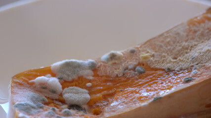 Macro view of moldy food. Piece of pumpkin is infected by mold.
