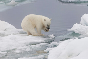 Polar bear cub (Ursus maritimus) playing with a piece of ice, Svalbard Archipelago, Barents Sea, Norway