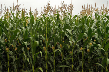 A green field of corn growing up at grim day