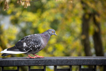 pigeon in the park