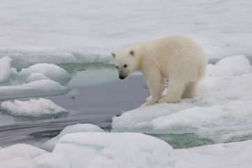 Obraz na płótnie Canvas Polar bear cub (Ursus maritimus) playing with a piece of ice, Svalbard Archipelago, Barents Sea, Norway