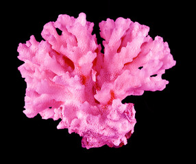 Coral isolated on black background © Dmitry
