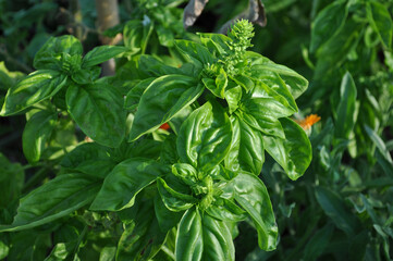 Basil, also known as Ocimum basilicum, growing outdoors