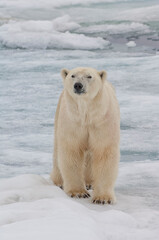 Female Polar bear (Ursus maritimus), Svalbard Archipelago, Barents Sea, Norway © MC Photos