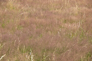 Heather landscape with grasses and individual trees
