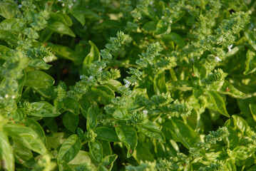 Basil in flower, also known as Ocimum basilicum, a culinary herb