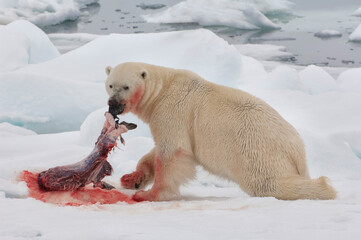 Obraz na płótnie Canvas Male polar bear (Ursus maritimus) with a seal prey, Svalbard Archipelago, Barents Sea, Norway