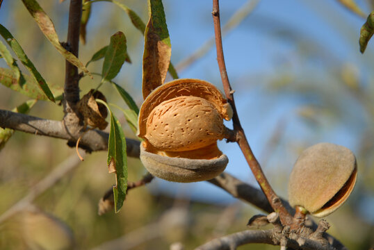 Almond nut on tree, Prunus dulcis, ready to harvest