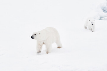 Female polar bear (Ursus maritimus) and cub, Svalbard Archipelago, Barents Sea, Norway