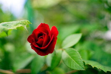 red rose with water drops