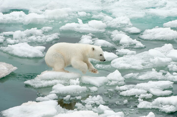 Polar bear cub (Ursus maritimus) jumping on the ice floe, Svalbard Archipelago, Barents Sea, Norway