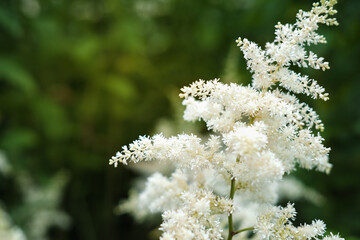 astilbe flowers growing in a garden. white astilba on a green background. summer flower garden,...