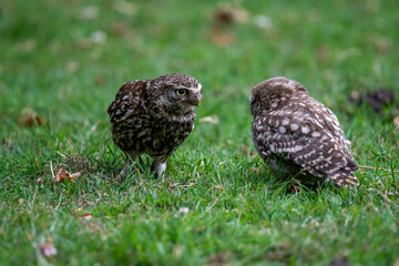 Juvenile Little Owls (Athene noctua) interacting on the ground