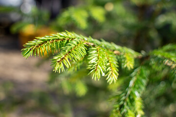 spruce branch close up