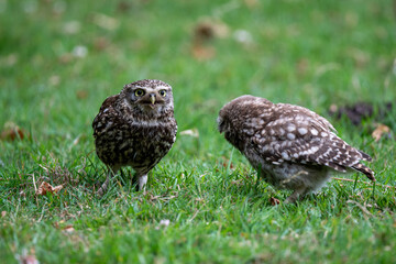 Juvenile Little Owls (Athene noctua) interacting on the ground
