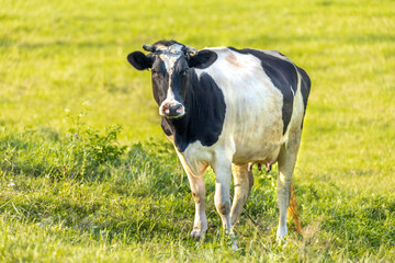 Cow on a meadow during sunny summertime day.