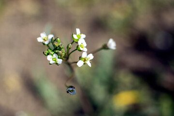 spring flowers in the garden