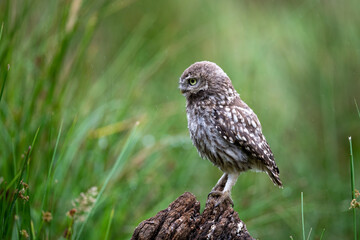 Little owl (Athene noctua) on a perch in light rain
