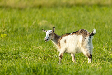 Obraz premium Goat at the rural springtime meadow with copy space.