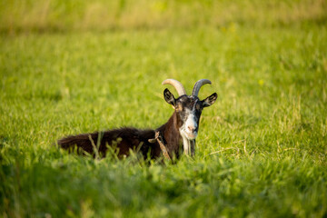 Goat at the rural springtime meadow with copy space.