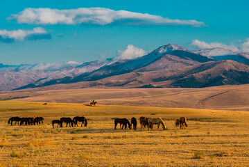 horses in the mountains, Kazakhstan