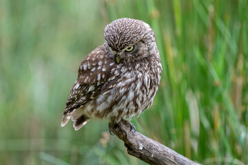 Little owl (Athene noctua) on a perch in light rain