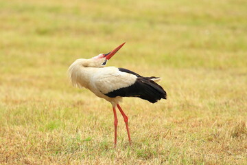 White stork (Ciconia ciconia) on meadow