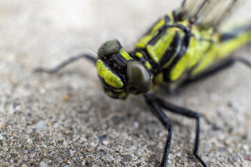 close up of a dragonfly