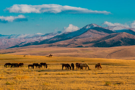 horses in the mountains, Kazakhstan