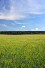 Green ears of wheat in the field
