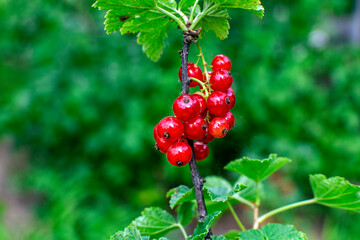 red currant berries