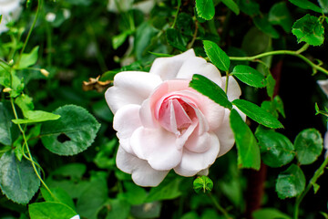 pink rose in garden