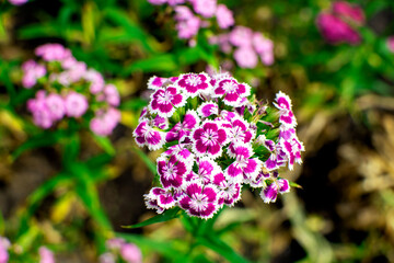 pink flowers in the garden