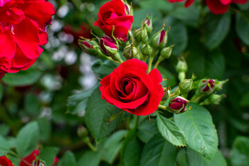 red rose in garden