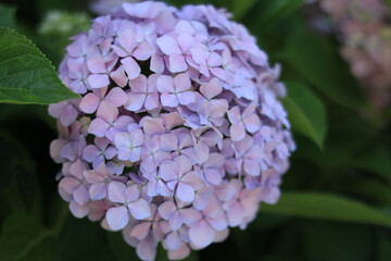 Hydrangea in the park ,japan,tokyo