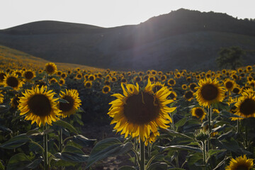 Sunflower blooming with natural background. Sunflower field 