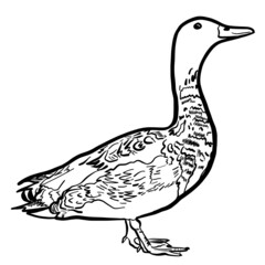 Duck hand drawn vector illustration isolated on white background 