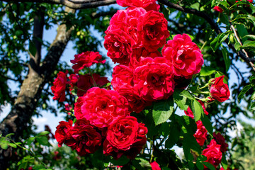 red roses in garden