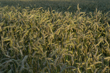 Nature color outdoor plant flora