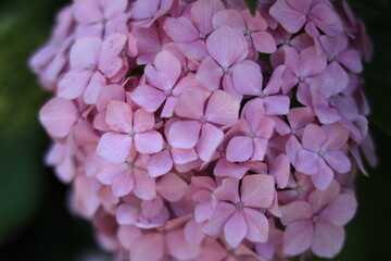 Fototapeta premium Hydrangea in the park ,japan,tokyo